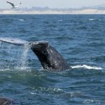 Baleia Big Mama em Ilhabela: o que a 13ª aparição revela sobre conservação marinha e turismo sustentável