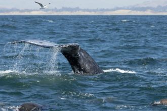 Baleia Big Mama em Ilhabela: o que a 13ª aparição revela sobre conservação marinha e turismo sustentável