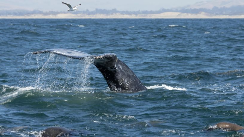 Baleia Big Mama em Ilhabela: o que a 13ª aparição revela sobre conservação marinha e turismo sustentável