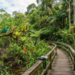Ilhabela Bird Week 2026: passeios gratuitos começam na próxima semana e levam visitantes a trilhas, manguezais e áreas de Mata Atlântica