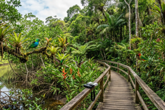 Ilhabela Bird Week 2026: passeios gratuitos começam na próxima semana e levam visitantes a trilhas, manguezais e áreas de Mata Atlântica