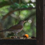 Ave pousada em um galho enquanto se alimenta em meio à vegetação tropical.