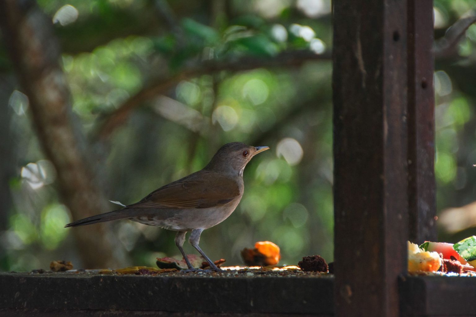 Ave pousada em um galho enquanto se alimenta em meio à vegetação tropical.